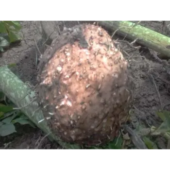 Organic Elephant Yam 